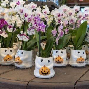 Orchid - Espresso - Assorted - 2" Ceramic Ghost Pot