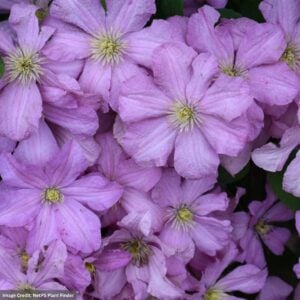 Clematis – Comtesse De Bouchaud – #2 Container