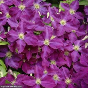 Clematis – Jackmanii Superba – #2 Container
