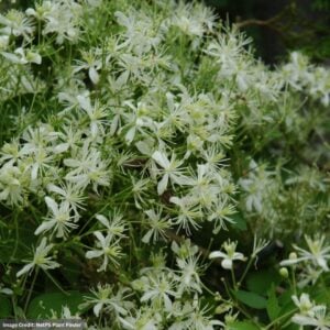 Clematis – Paniculata – 8″ Pot