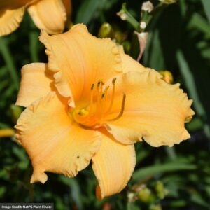 Daylily (Hemerocallis) – Happy Ever Appster® Apricot Sparkles – #1 Container