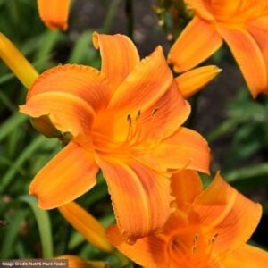 Daylily (Hemerocallis) – Rocket City – #2 Container