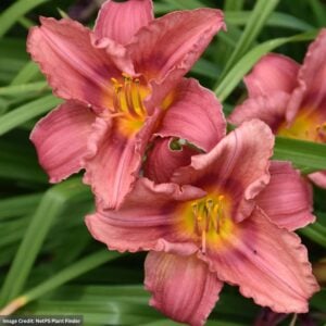 Daylily (Hemerocallis) – Rosy Returns – #1 Container