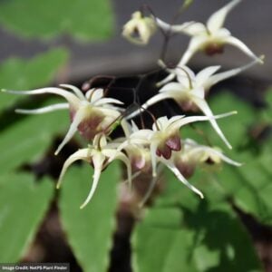 Barrenwort (Epimedium) – Domino – #1 Container