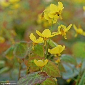 Barrenwort (Epimedium) – Frohnleiten – #1 Container