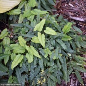 Barrenwort (Epimedium) – Spine Tingler – #1 Container