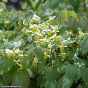 Yellow Barrenwort (Epimedium Versicolor Sulphureum) – #1 Container