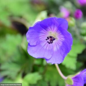 Cranesbill (Geranium) – Rozanne – #2 Container
