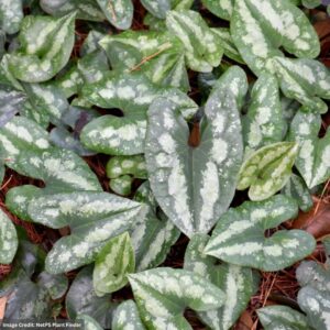 Wild Ginger (Asarum Splendens) – Chinese – 3.25″ Pot