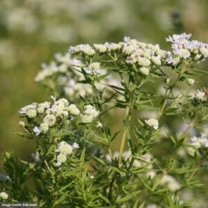Mountain Mint (Pycanthemum Virginian) – Virginia – #1 Container