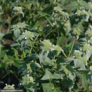 Short Toothed Mountain Mint (Pycnanthemum Muticum) – #1 Container