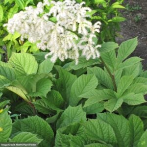 Chestnut Rodgersia (Aesculifolia) – #1 Container