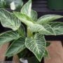 Philodendron – Birkin – 4″ Pot