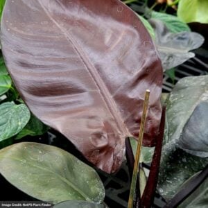 Philodendron - Black Cardinal - #10 Pot