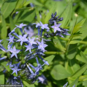 Blue Star Flower (Amsonia) – Blue Ice – #1 Container