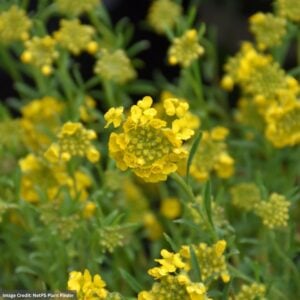 Basket-o-Gold (Alyssum) – Golden Spring – 4.5″ Pot