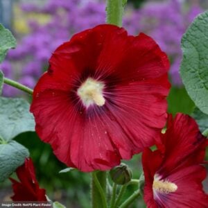 Hollyhock (Alcea) – Spotlight™ Mars Magic – #2 Container