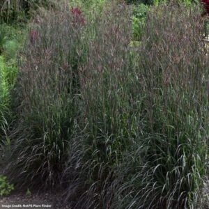 Bluestem (Andropogon gerardii) - Holy Smoke - #2 Container