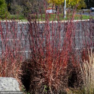 Bluestem (Andropogon gerardii) - Red October - #1 Container