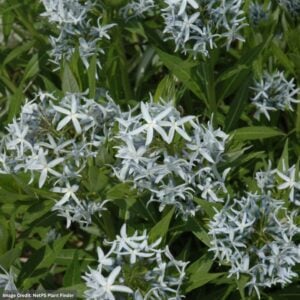 Blue Star (Amsonia Tabernaemontana) – #1 Container