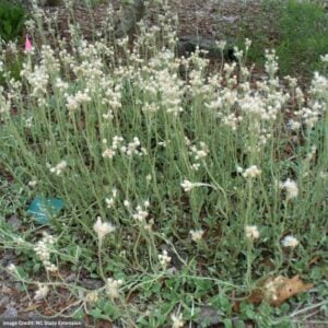 Pussytoes (Antennaria Plantaginifolia) – 3.25″ Pot