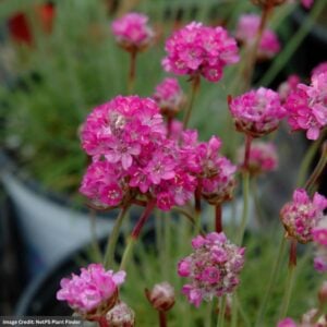 Thrift (Armeria) – Splendens Sea – #1 Container