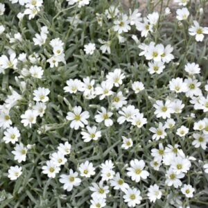Snow-In-Summer (Cerastium tomentosum) – #1 Container