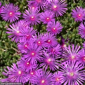 Ice Plant (Delosperma Cooperi) – Purple – #1 Container