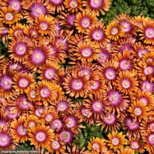 Ice Plant (Delosperma) – Fire Spinner – 3.5″ Pot