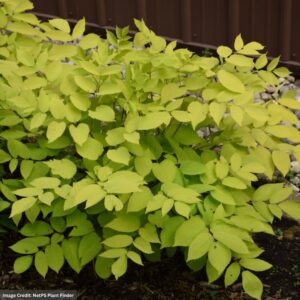 Aralia – Sun King – #2 Container