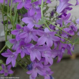 Bellflower (Campanula) – Birch Hybrid – #1 Container