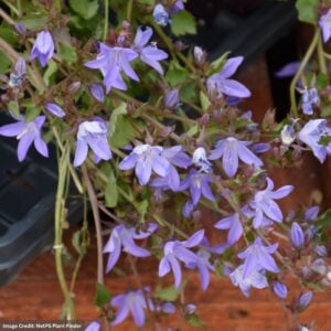 Bellflower (Campanula) – Blue Waterfall – #1 Container