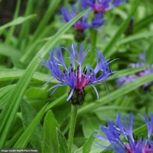 Cornflower (Centaurea) – Mountain – #1 Container