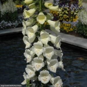 Foxglove (Digitalis) – Camelot White – #1 Container