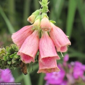 Foxglove (Digitalis Mertonensis) – Strawberry – #1 Container