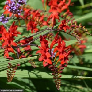 Crocosmia – Lucifer – #1 Container