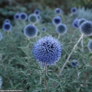 Globe Thistle (Echinops Bannaticus) – Blue Glow – #1 Container