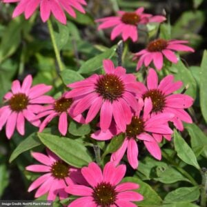 Coneflower (Echinacea) – Artisan Brilliant Rose – #1 Container