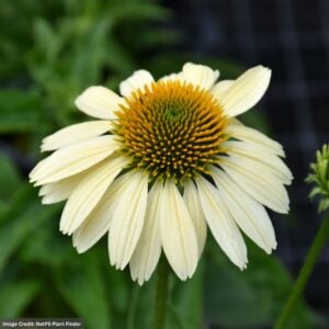Coneflower (Echinacea) – Mellow Yellows – #2 Container