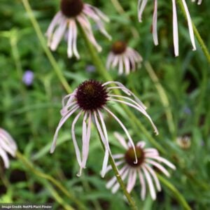 Coneflower (Echinacea Pallida) – Pale Purple – #1 Container