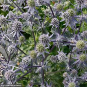 Sea Holly (Eryngium Planum) – Blue Glitter – #1 Container
