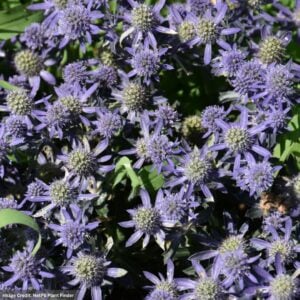 Sea Holly (Eryngium Planum) – Blue Hobbit – #1 Container