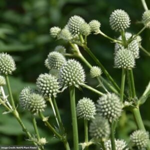 Rattlesnake Master (Eryngium Yuccifolium) – 3 QT