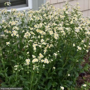 Robin’s Plantain (Erigeron Pulchellus) – 3.25″ Pot