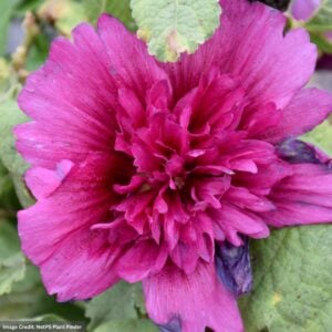 Hollyhock (Alcea) – Spring Celebrities™ Purple – #1 Container