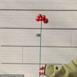 Stemball Bunch Mix - Red - 18"