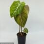 Philodendron – Prismacolor™ Gloriosum – 4″ Pot
