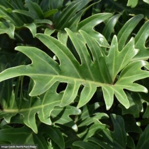Philodendron – Xanadu – 10″ Pot
