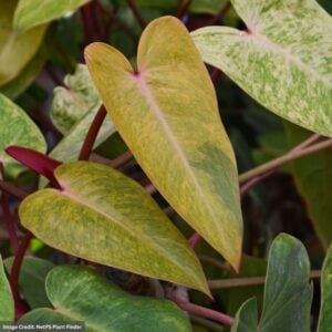 Philodendron – Prismacolor™ Painted lady – 10″ Pot