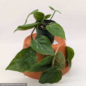 Philodendron – Cordatum – 4″ Pot